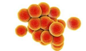 Особенности и опасность золотистого стафилококка (Staphylococcus aureus)
