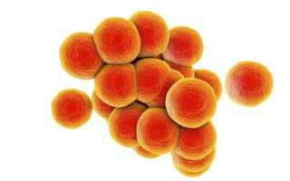 Особенности и опасность золотистого стафилококка (Staphylococcus aureus)
