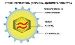 Характеристика и признаки цитомегаловируса