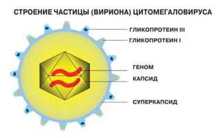 Характеристика и признаки цитомегаловируса