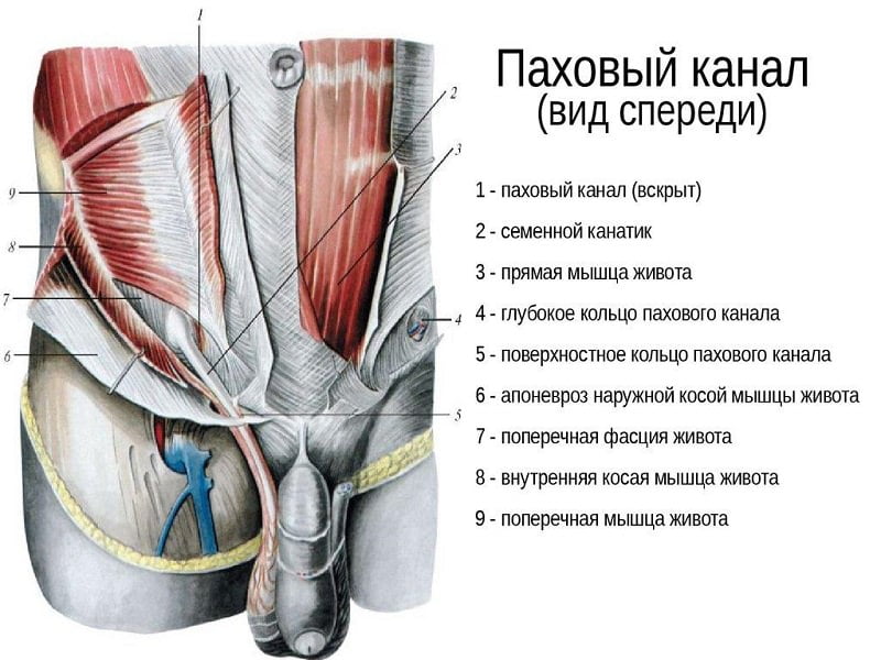 Анатомия пахового канала