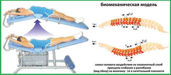 Биомеханисекая модель.