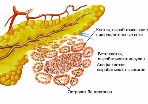 Островки Лангерганса