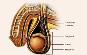 Расположение семенного канатика