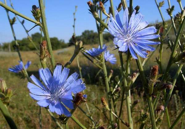 цветки цикория