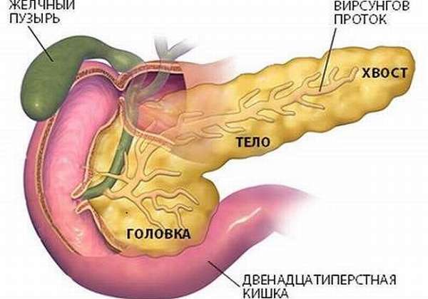 схема поджелудочной железы