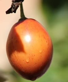 Health Benefits of Tree Tomato