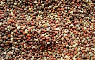 Семена горчицы