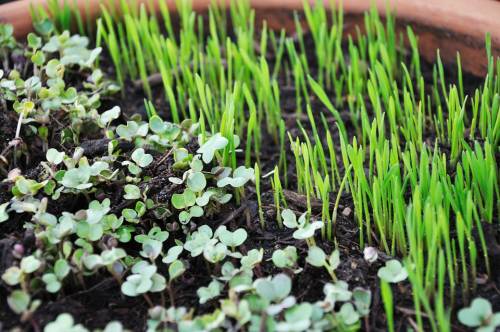 Benefits of Microgreens