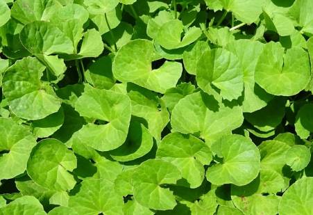 Центелла азиатская