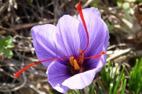Цветок шафран