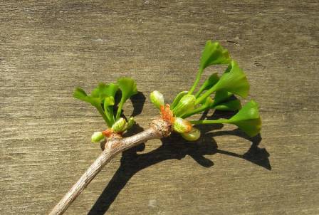 Гинкго Билоба