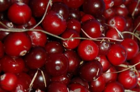 Клюква при камнях в почках