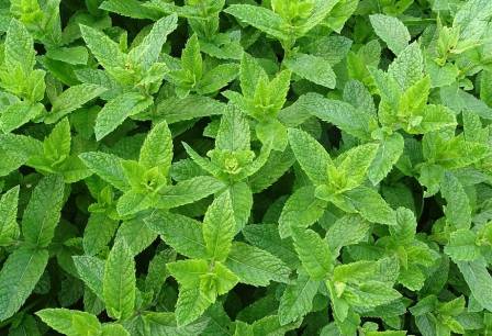 Мята