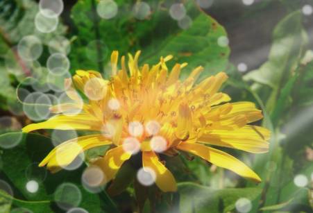 Одуванчик для циркуляции крови в ногах