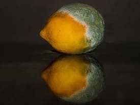 Плесень на лимоне