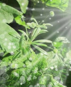 Подмаренник цепкий