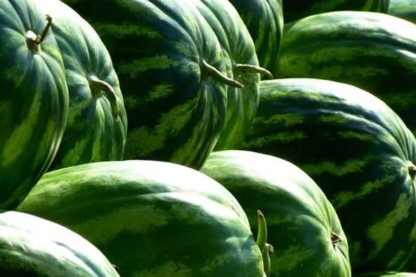 Свежие арбузы