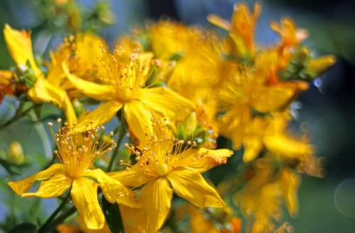 Зверобой трава лечебные свойства и противопоказания