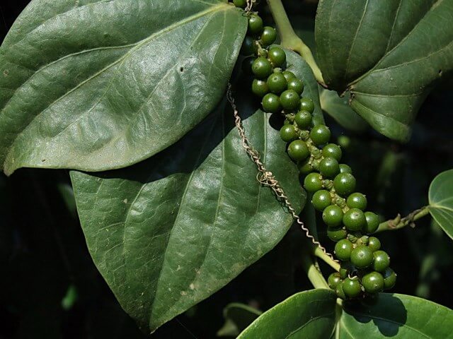 черный перец