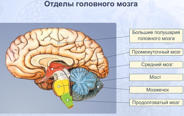 строение мозга