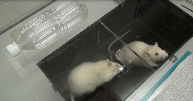 лабораторные крысы