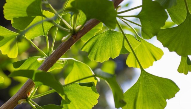 холестерин