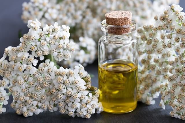 тысячелистник масло