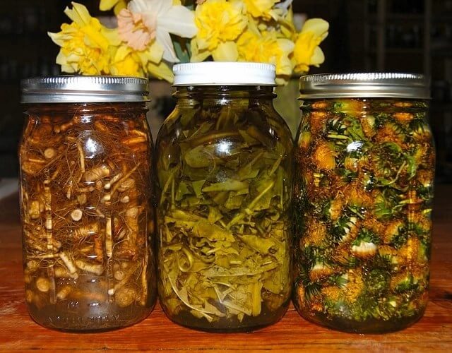 корни одуванчика