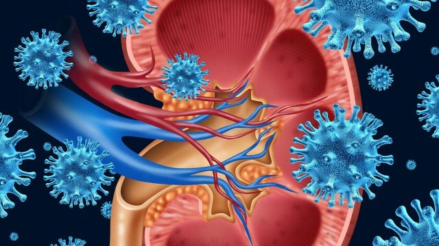 корни одуванчика