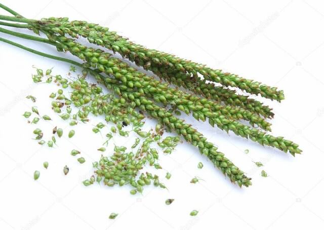 семена подорожника