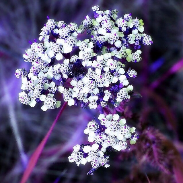 тысячелистник масло